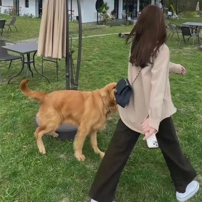 傲娇公主的奇幻冒险